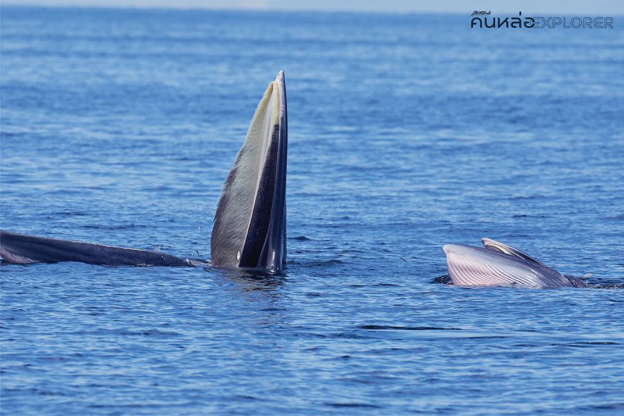 วาฬบรูด้า อ่าวไทย Bruda