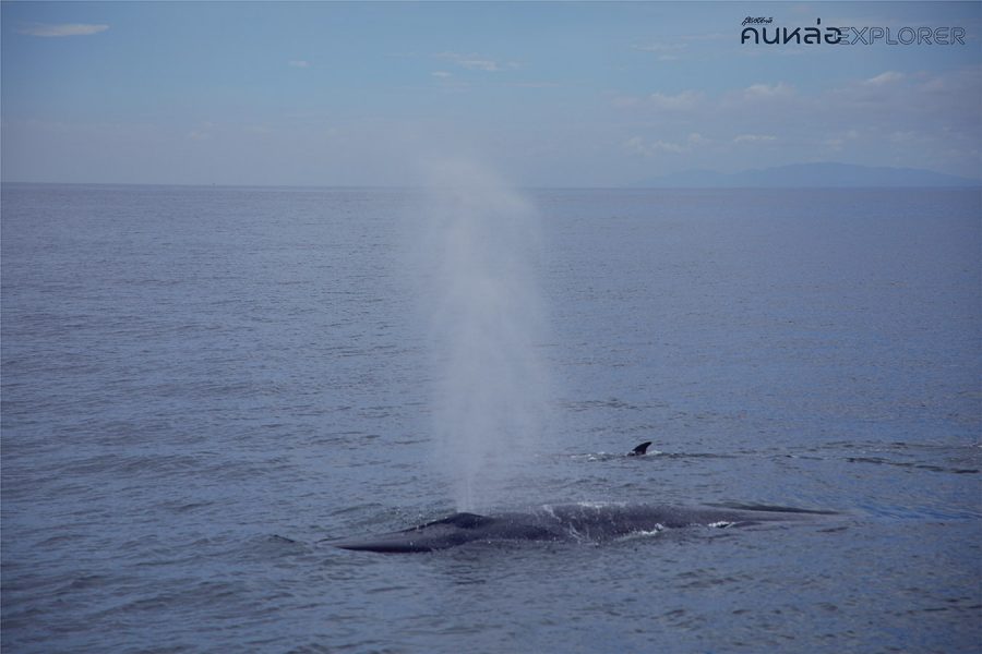 วาฬบรูด้า อ่าวไทย Bruda