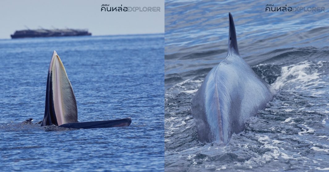 วาฬบรูด้า อ่าวไทย Bruda