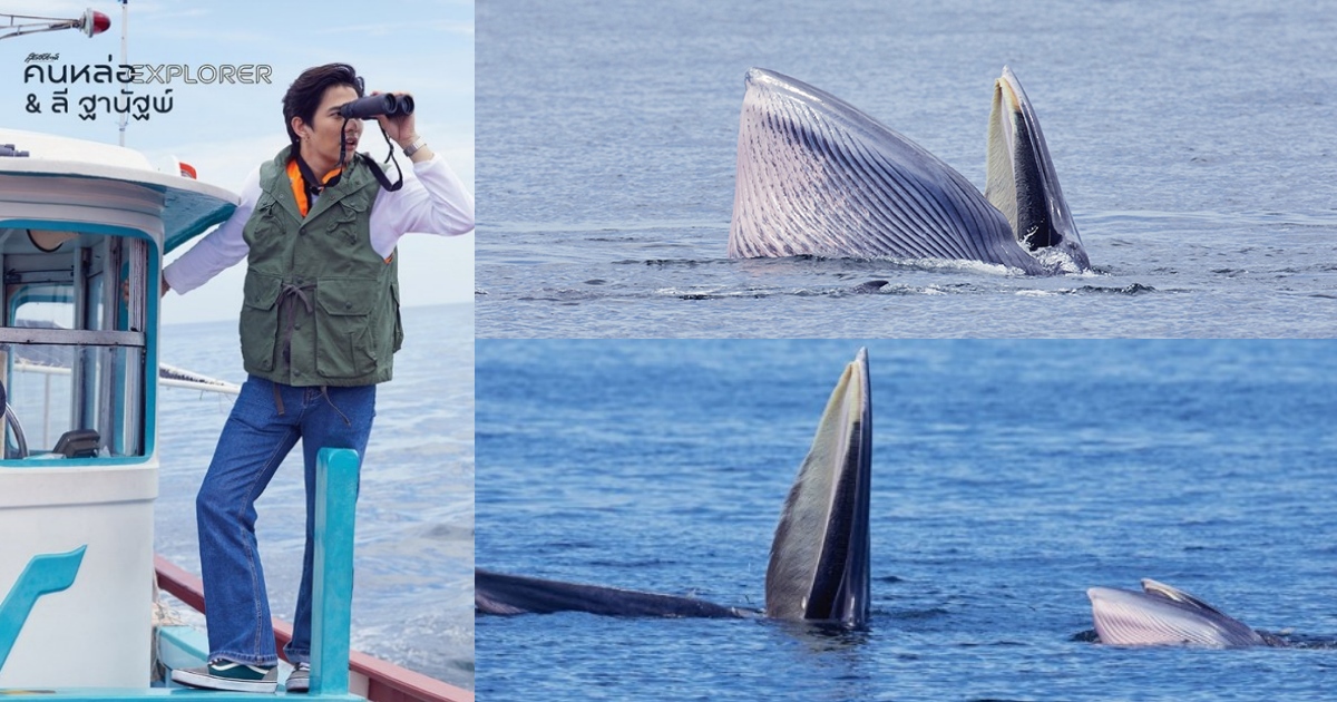 สุดสัปดาห์ คนหล่อ Explorer วาฬบรูด้า อ่าวไทย ลี – ฐานัฐพ์ โล่ห์คุณสมบัติ