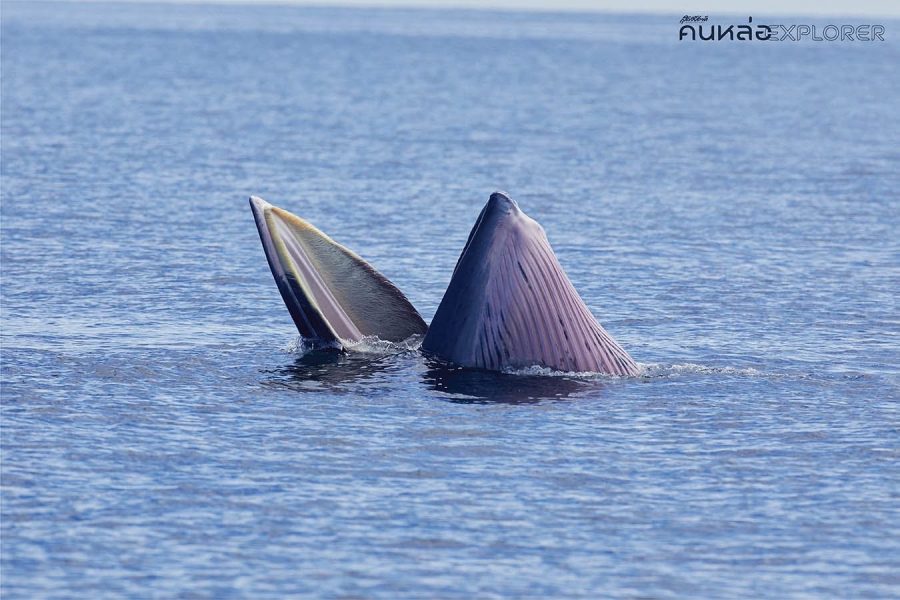 วาฬบรูด้า อ่าวไทย Bruda