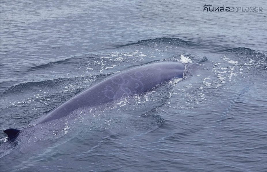 วาฬบรูด้า อ่าวไทย Bruda