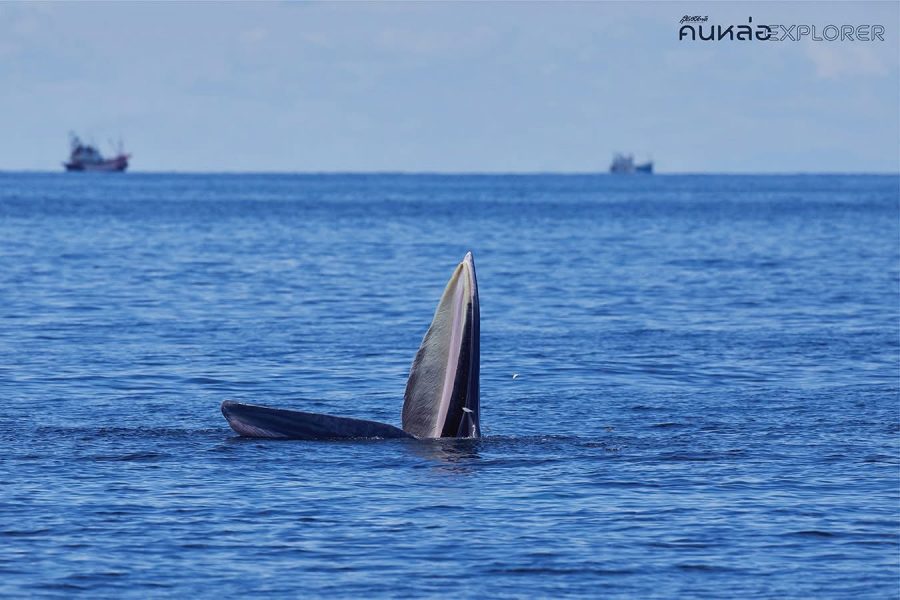 สุดสัปดาห์ คนหล่อ Explorer วาฬบรูด้า อ่าวไทย