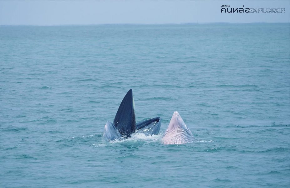 สุดสัปดาห์ คนหล่อ Explorer วาฬบรูด้า อ่าวไทย