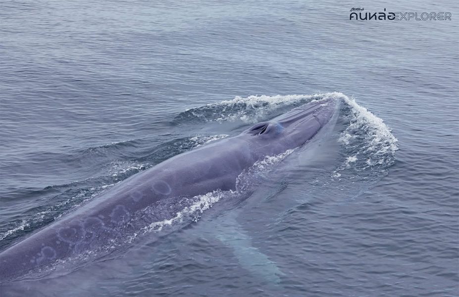 วาฬบรูด้า อ่าวไทย Bruda