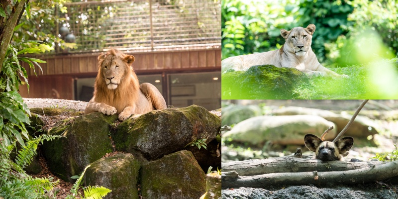 Singapore - Mandai Singapore Zoo