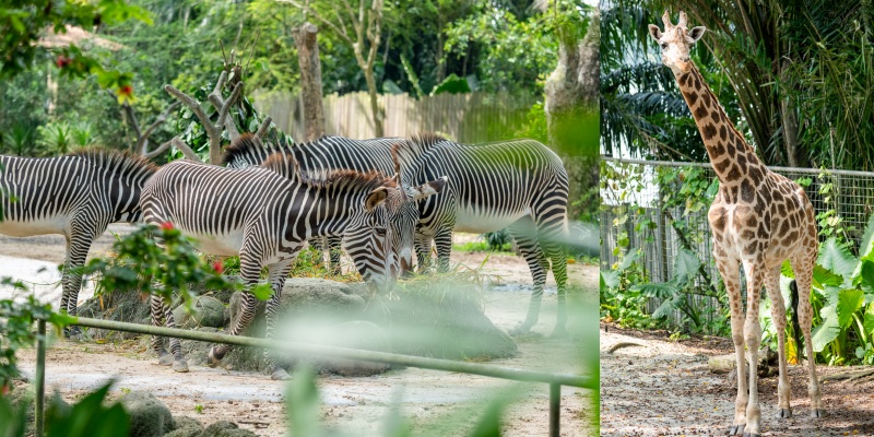 Singapore - Mandai Singapore Zoo
